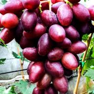 Саджанець Виноград (щеплений) Валенсія в контейнері